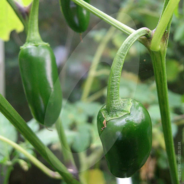 Chilli Pepper Jalapeno Seeds - Image 7