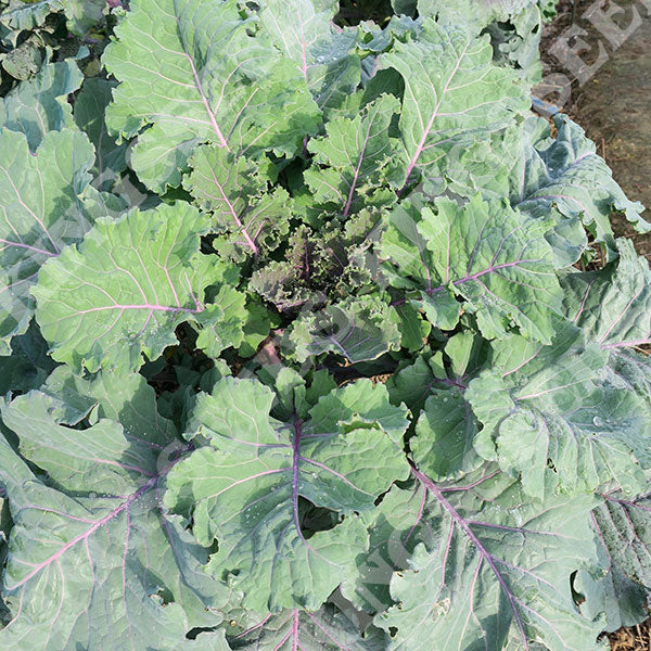 Kale 'Borecole' Cottagers Seeds - Image 3