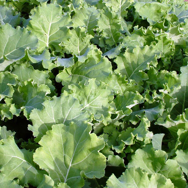 Kale 'Borecole' Cottagers Seeds - Image 4