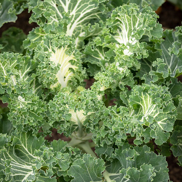 Kale Emerald Ice Seeds (AGM) - Image 3