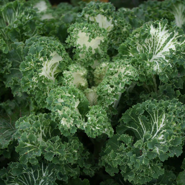 Kale Emerald Ice Seeds (AGM) - Image 4