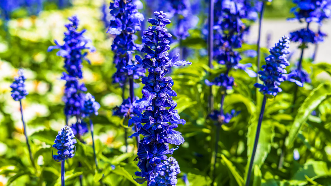 Larkspur	Limelight Series Dark Blue Cut Flower Seeds - Image 2