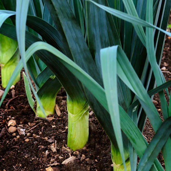 Leek Below Zero F1 Seeds - Image 3