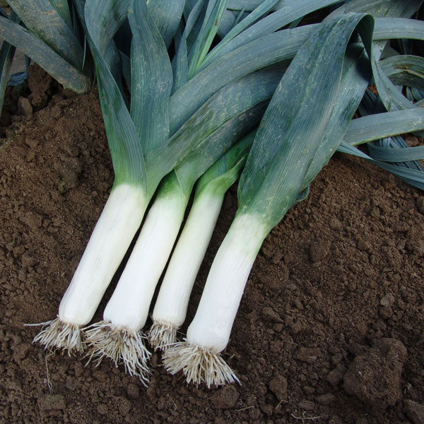 Leek Below Zero F1 Seeds - Image 4