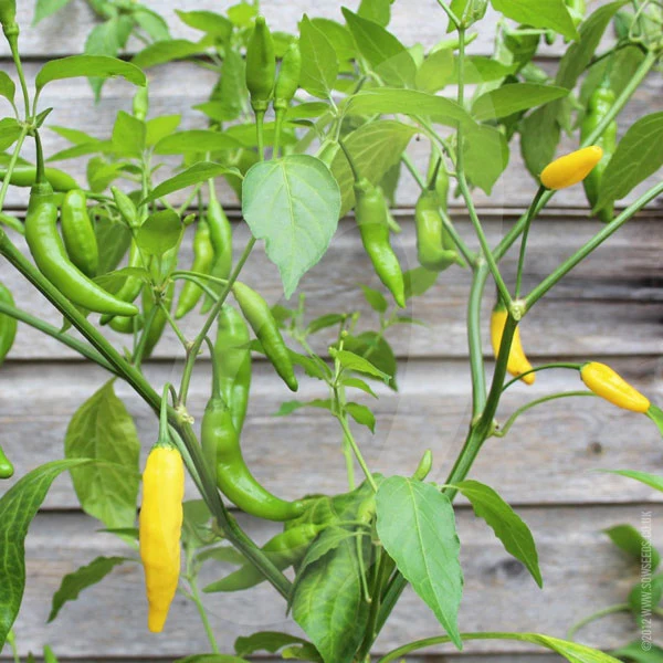 Chilli Pepper Lemon Drop Seeds - Image 2