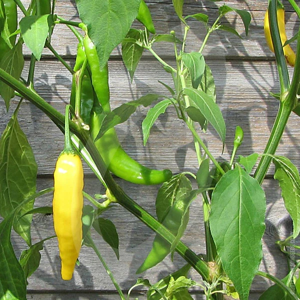 Chilli Pepper Lemon Drop Seeds - Image 3