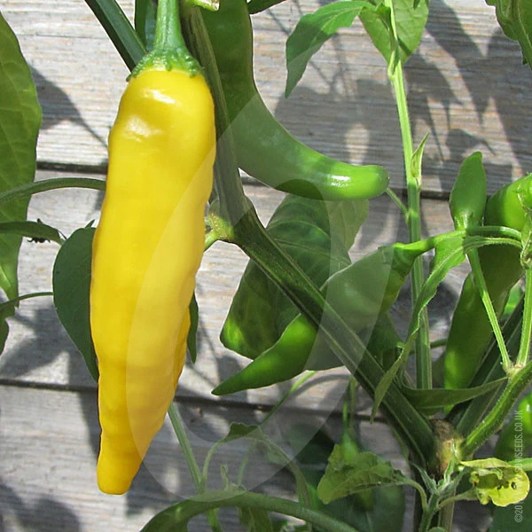 Chilli Pepper Lemon Drop Seeds - Image 4