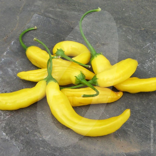 Chilli Pepper Lemon Drop Seeds - Image 5