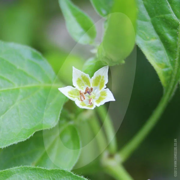 Chilli Pepper Lemon Drop Seeds - Image 6