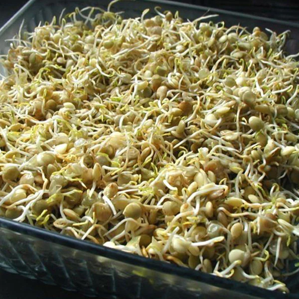Lentil Green Microgreens Sprouting Seeds - Image 4