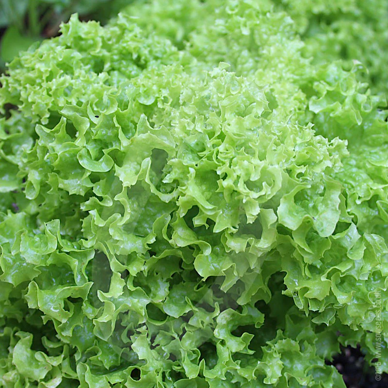 Lettuce Kriska (Lollo Bionda) Seeds - Image 3