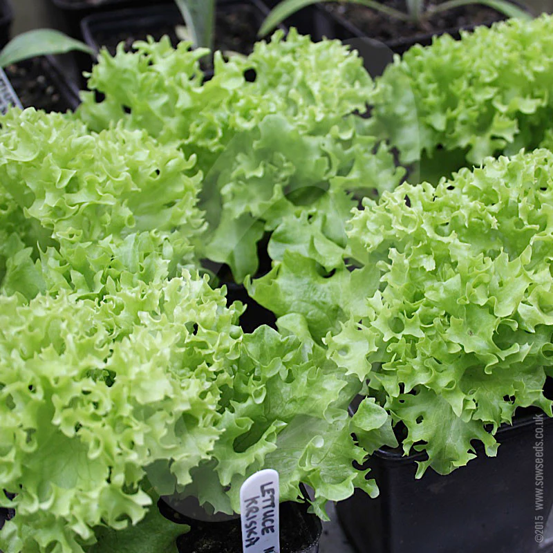 Lettuce Kriska (Lollo Bionda) Seeds - Image 4