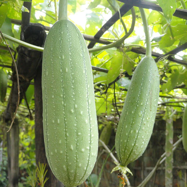 Loofah (Luffah Cylindrica) Seeds - Image 2