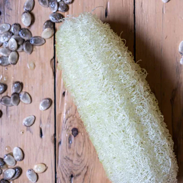 Loofah (Luffah Cylindrica) Seeds - Image 4