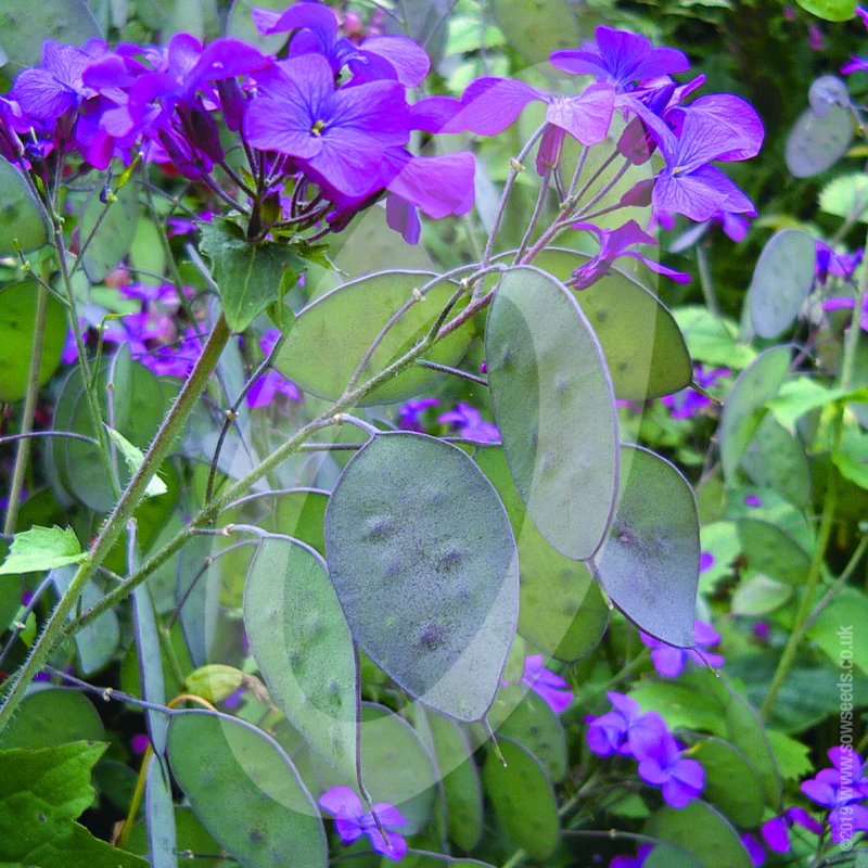 Lunaria Annua 'Honesty' Cut Flower Seeds - Image 2