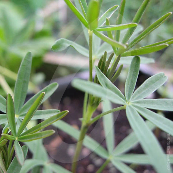Green Manure Lupins Seeds - Image 3