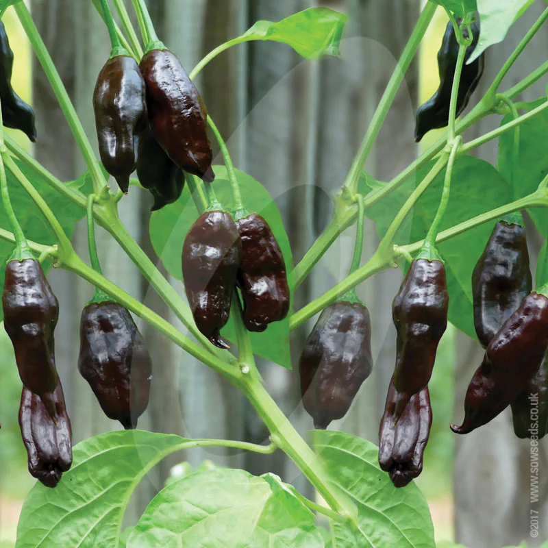 Chilli Pepper Machu Pichu Seeds - Image 2