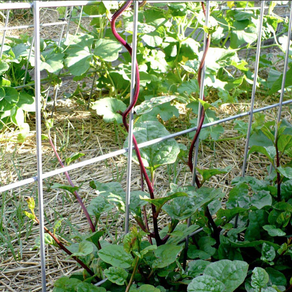Malabar Red Spinach Seeds - Image 2