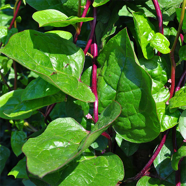 Malabar Red Spinach Seeds - Image 3