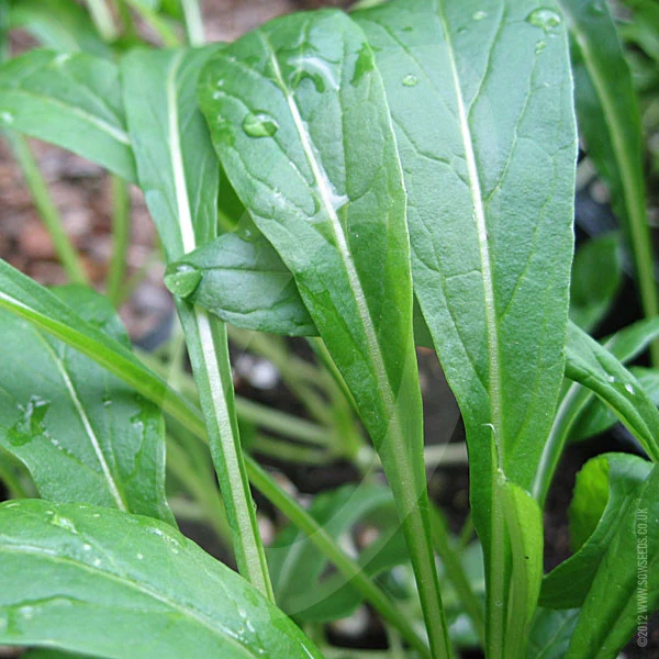 Mibuna Seeds - Image 2