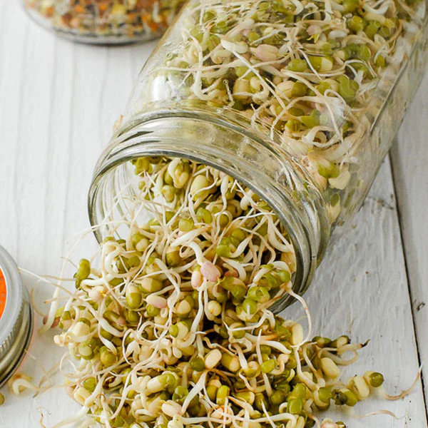 Mung Beans Beansprouts Sprouting Seeds - Image 3