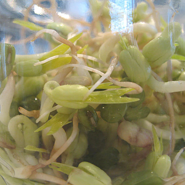 Mung Beans Beansprouts Sprouting Seeds - Image 4