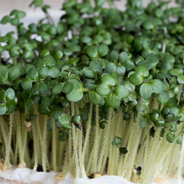 Mustard - Black Microgreens Seeds - Image 3