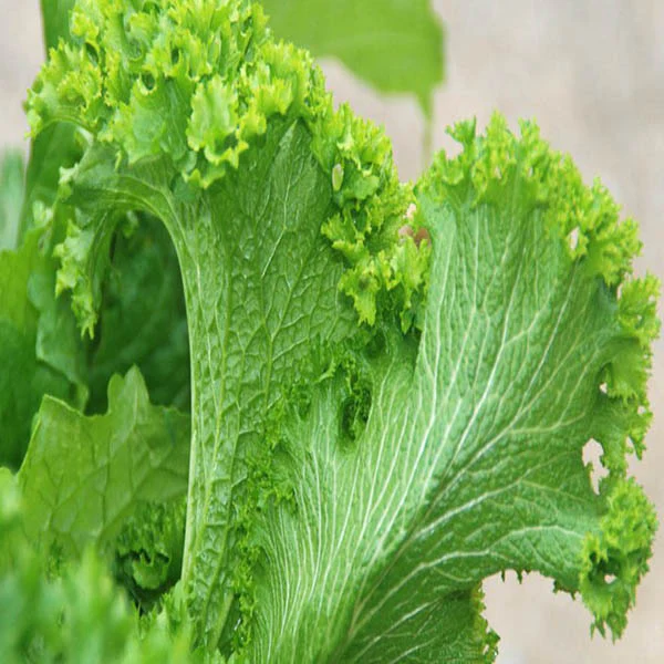 Mustard Green Wave Seeds - Image 3