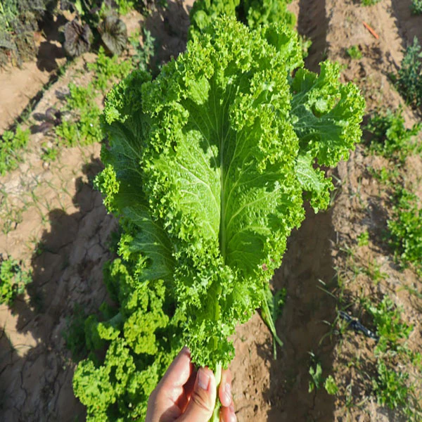 Mustard Green Wave Seeds - Image 4