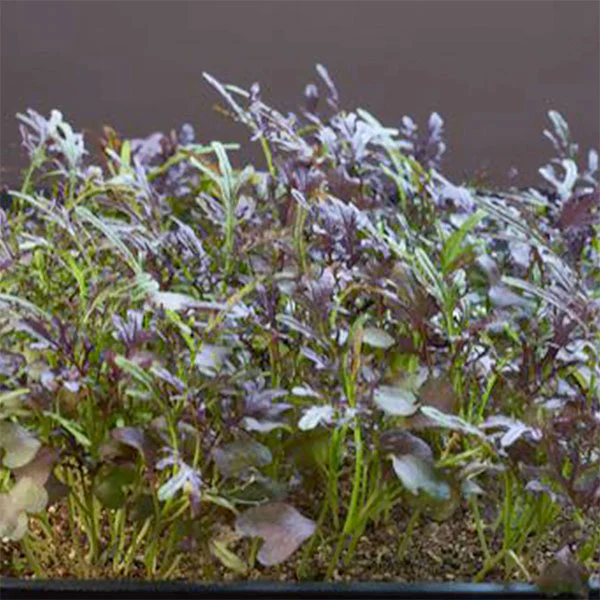 Mustard Red Frills Seeds - Image 2