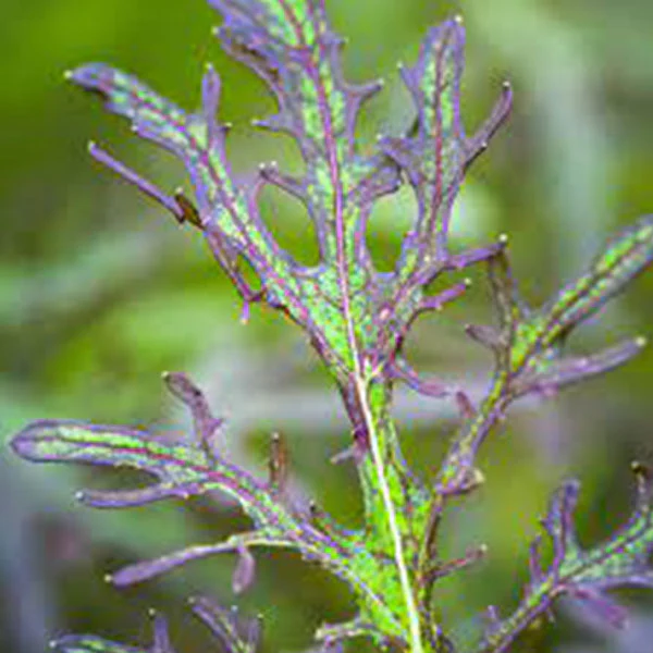 Mustard Red Frills Seeds - Image 4