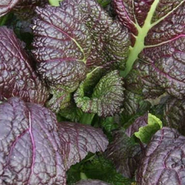 Mustard Red Giant Seeds - Image 4