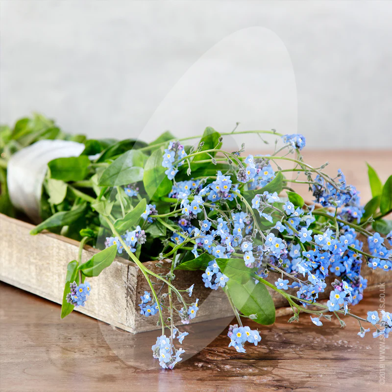 Myosotis Alpestris 'Blue Memory' Cut Flower Seeds - Image 2