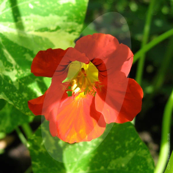 Nasturtium Jewel of Africa Seeds - Image 3