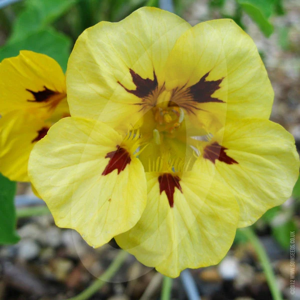 Nasturtium Jewel of Africa Seeds - Image 4