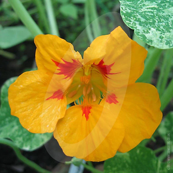 Nasturtium Jewel of Africa Seeds - Image 5