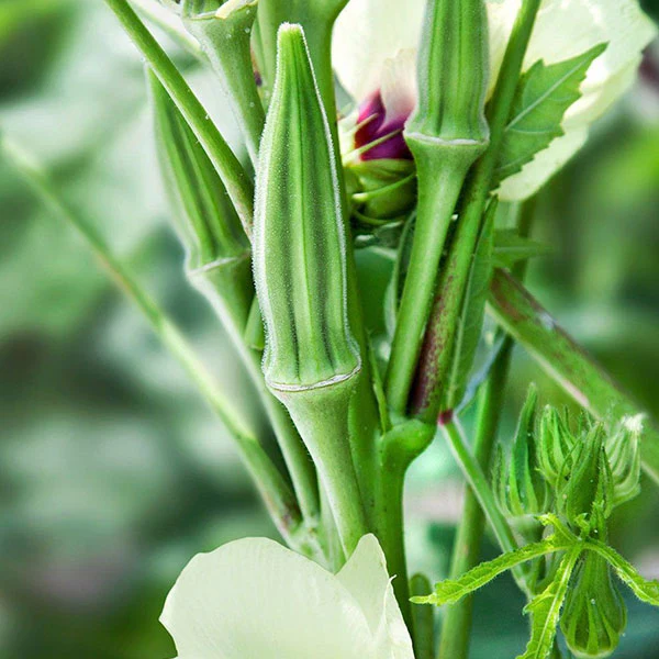 Okra Clemson's Spineless Seeds - Image 3