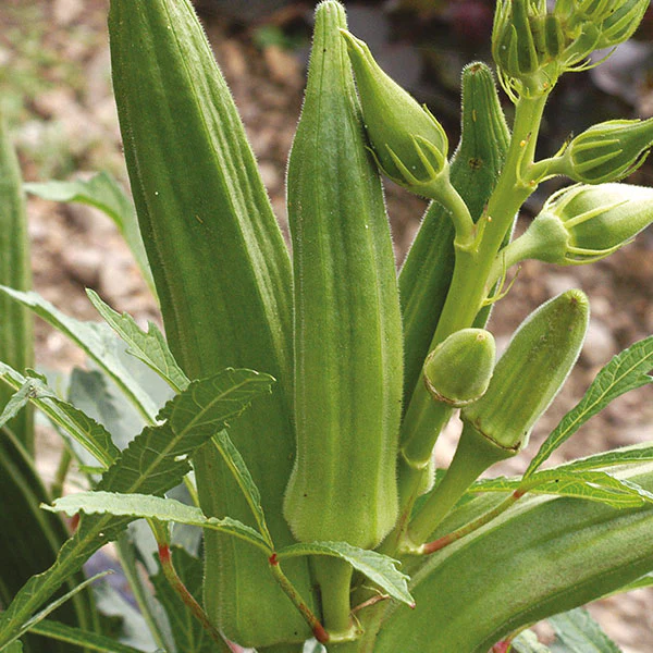 Okra Clemson's Spineless Seeds - Image 4