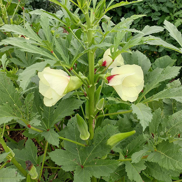 Okra Clemson's Spineless Seeds - Image 5