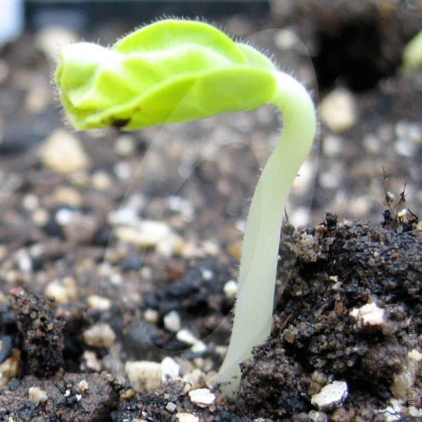 Okra Pure Luck F1 Seeds - Image 3