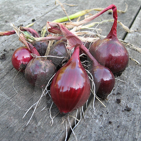 Onion Red Baron Seeds (AGM) - Image 3
