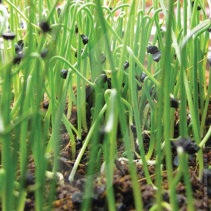 Salad/Spring Onion Microgreens Sprouting Seeds - Image 3
