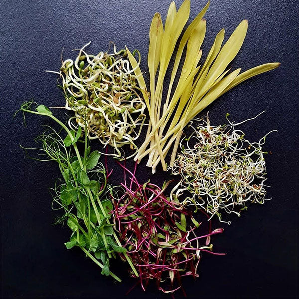 Salad/Spring Onion Microgreens Sprouting Seeds - Image 4