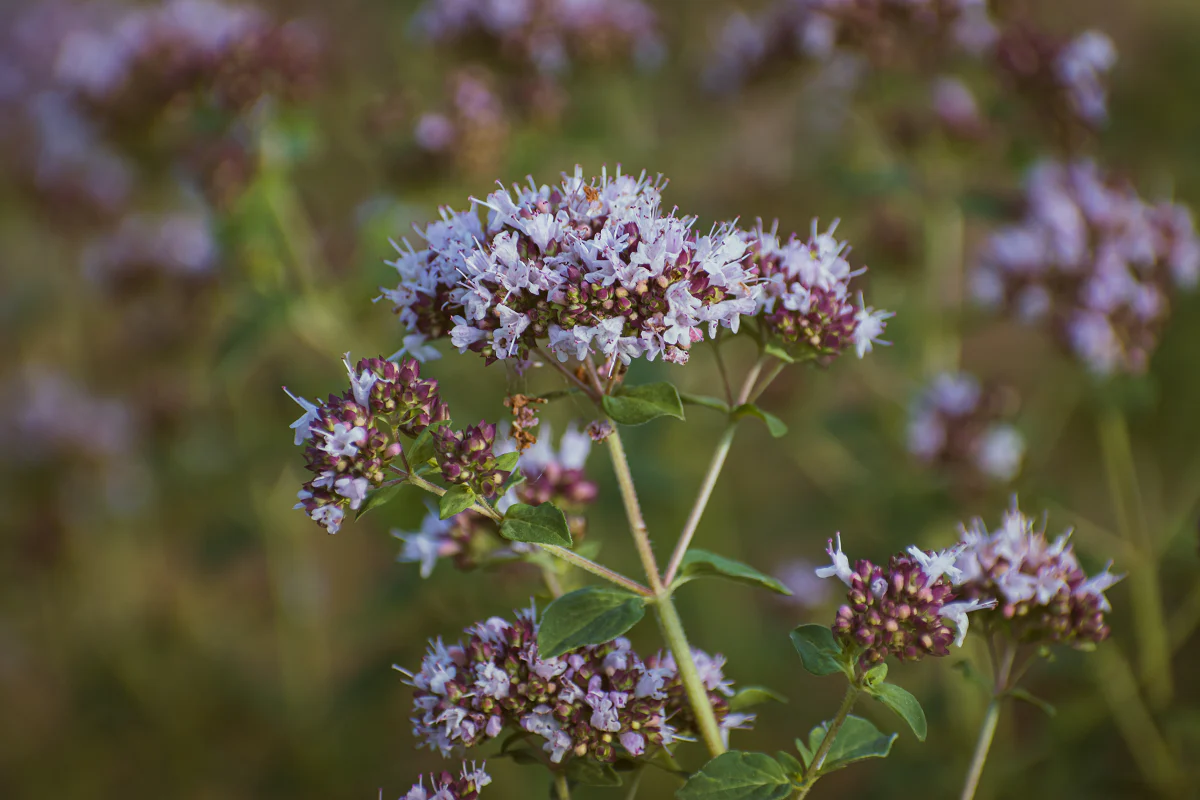 Origanum Vulgare Cut Flower Seeds - Image 2