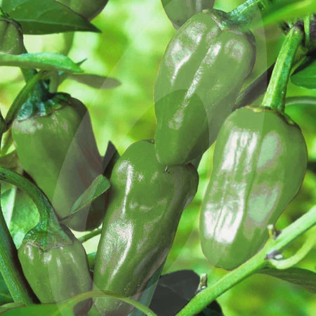 Chilli Pepper Padron Seeds - Image 3