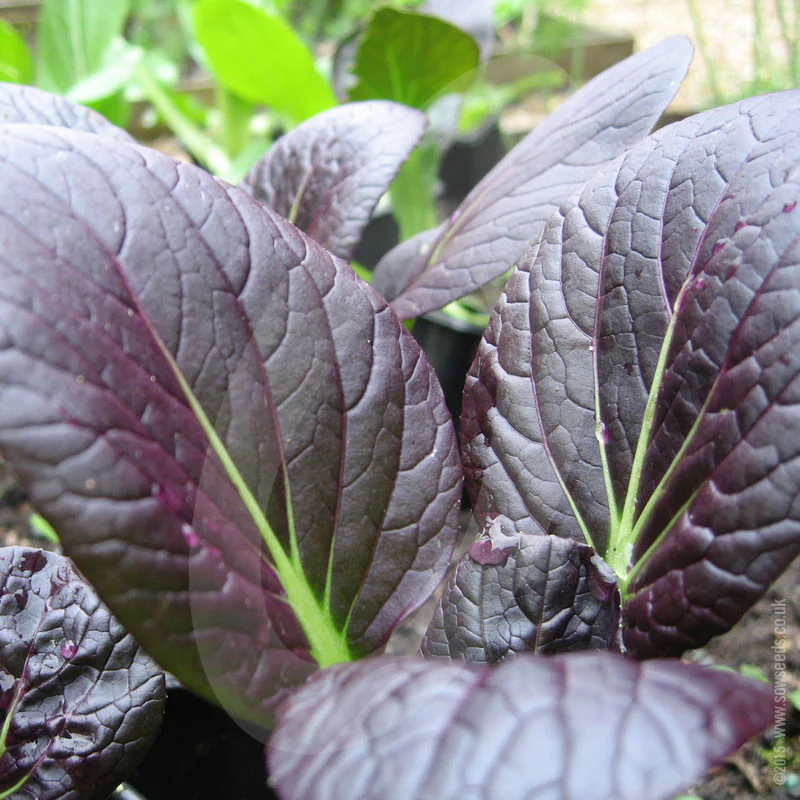Pak Choi Red Choi F1 Seeds (AGM) - Image 3