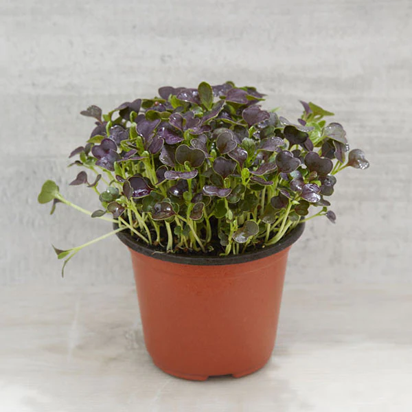 Pak Choi Red Microgreens Seeds - Image 4
