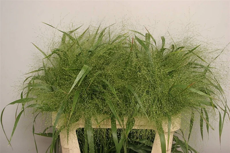 Panicum Virgatum Fontaine Cut Flower Seeds - Image 2