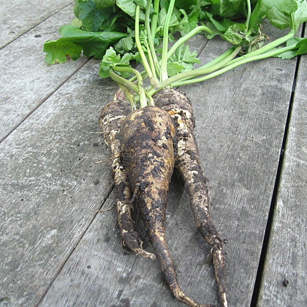 Parsnip Gladiator F1 Seeds (AGM) - Image 3