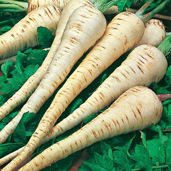 Parsnip Tender and True Seeds - Image 3